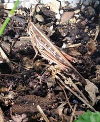 Schistocerca americana