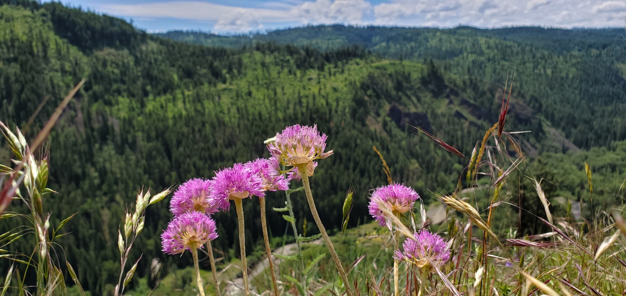 Allium columbianum