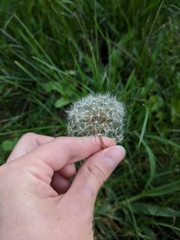 Taraxacum officinale