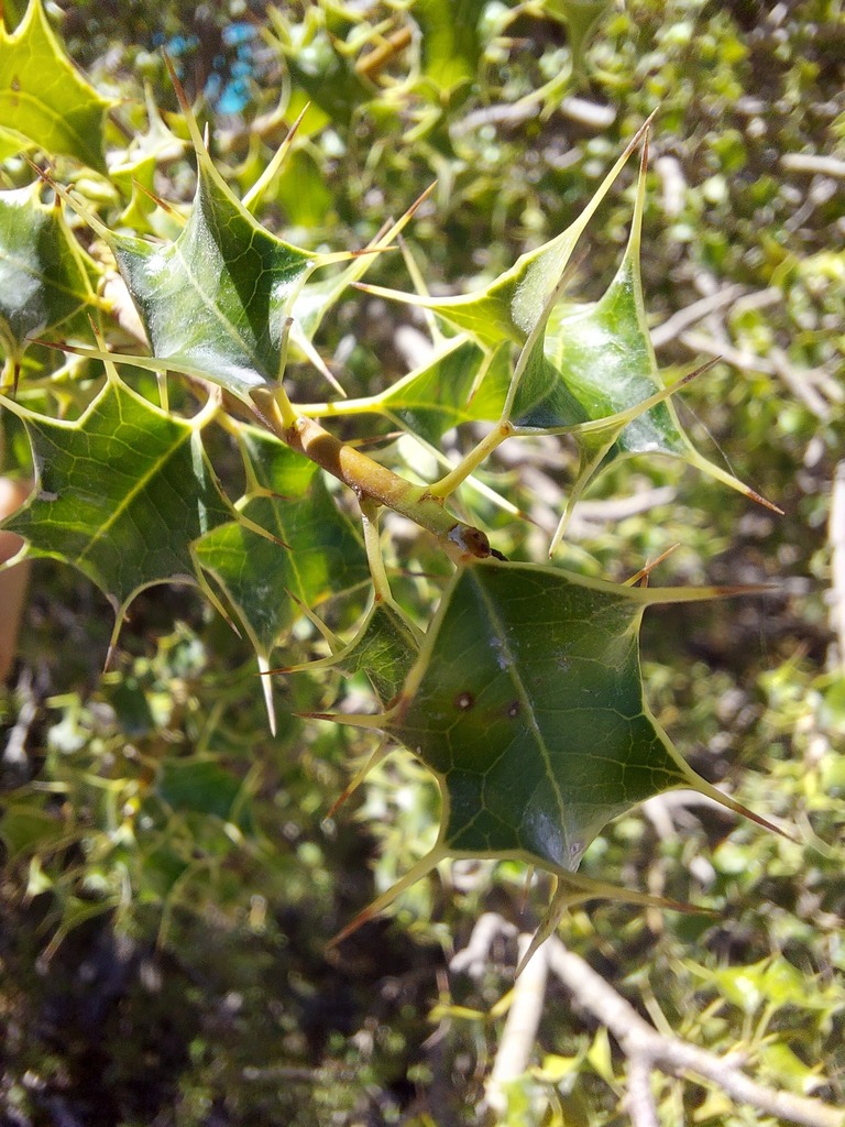 Hippomane horrida