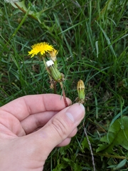 Taraxacum officinale