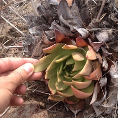 Dudleya brittonii