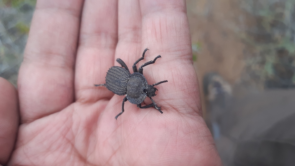 Diastoleus collaris