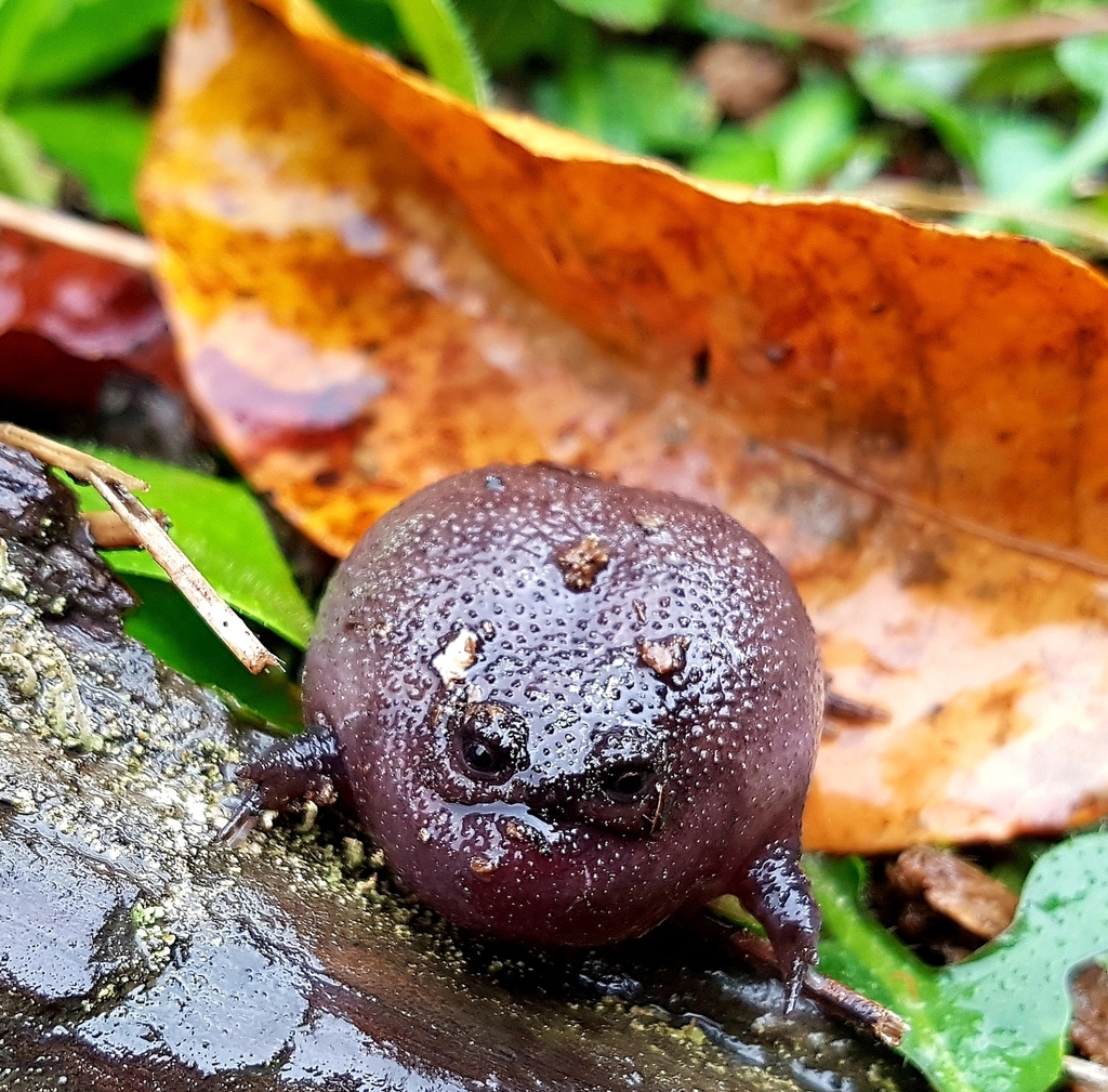 Black Rain Frog from South Cape DC, South Africa on September 28, 2018 ...