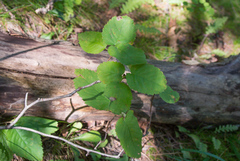 Amelanchier humilis