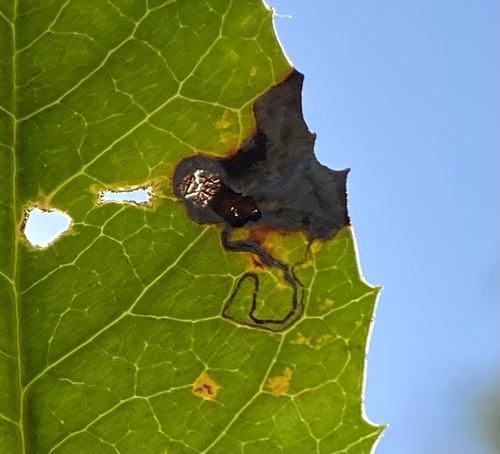 Stigmella heteromelis photo 5