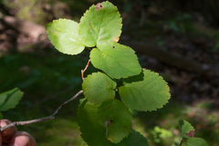 Amelanchier humilis