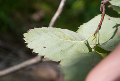 Amelanchier humilis