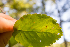 Amelanchier humilis