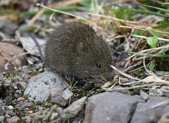 Soft-Furred Akodont photo 3
