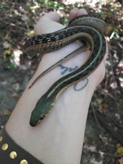 Thamnophis sirtalis sirtalis