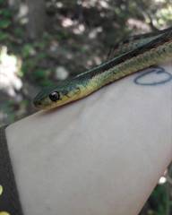 Thamnophis sirtalis sirtalis