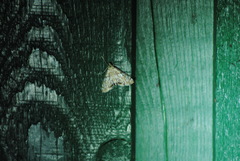 Neocataclysta magnificalis