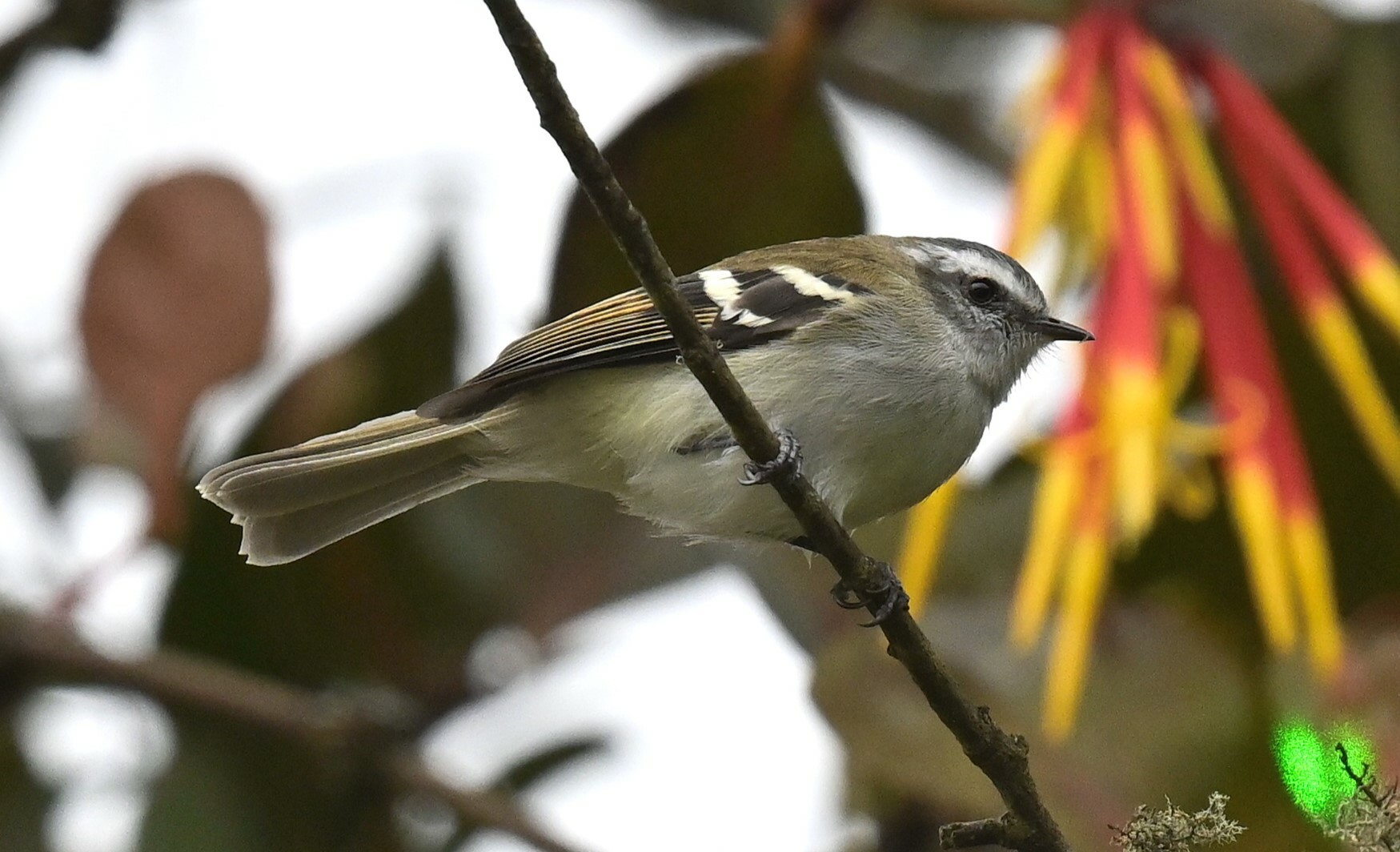 White-banded Tyrannulet (Mecocerculus stictopterus), photo 7