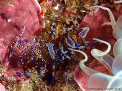 Periclimenes sagittifer