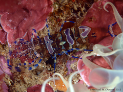 Periclimenes sagittifer