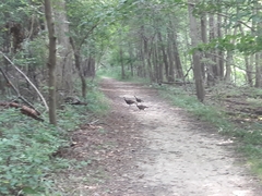 Meleagris gallopavo