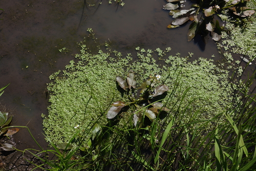 Image of Sagittaria natans by (c) Oleg Kosterin, some rights reserved (CC BY)