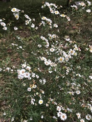 Symphyotrichum pilosum pilosum