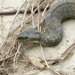 Lake Erie Watersnake - Photo (c) Benny Mazur, some rights reserved (CC BY)