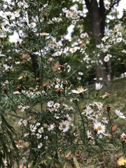 Symphyotrichum pilosum pilosum