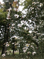 Symphyotrichum pilosum pilosum