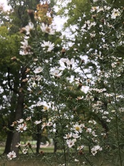 Symphyotrichum pilosum pilosum
