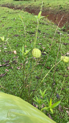 Gomphocarpus physocarpus observed 2023-03-03