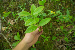 Lonicera dioica