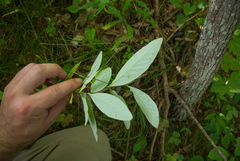 Lonicera dioica