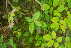 Lonicera dioica