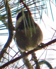 Poecile sclateri