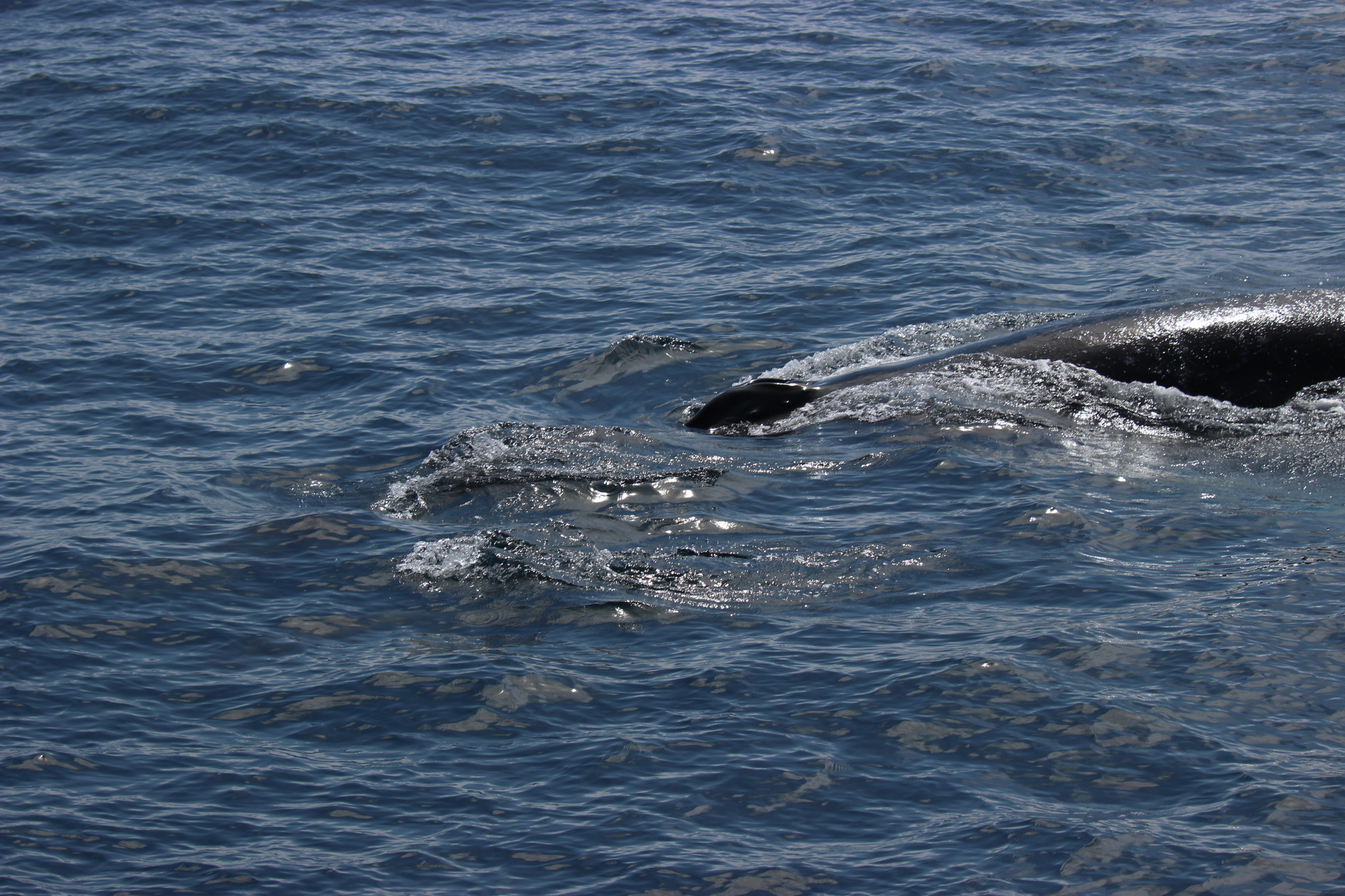 Megaptera novaeangliae novaeangliae