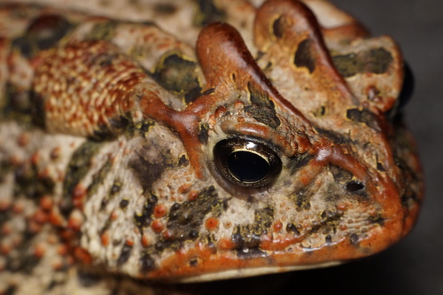 Southern Toad, photo 10 of 10