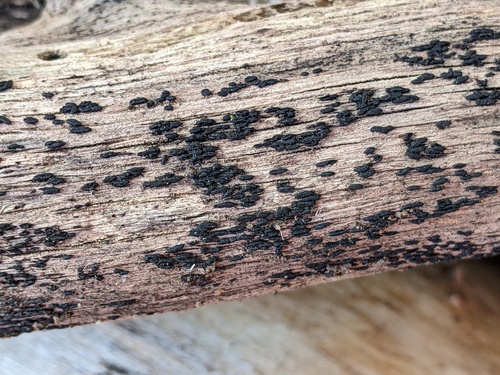 Hysterographium flexuosum observed 2023-02-12
