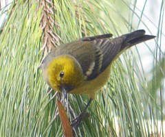 Peucedramus taeniatus