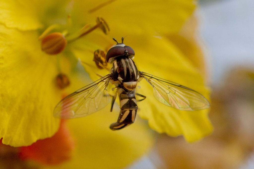 Allograpta piurana