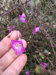 Agalinis strictifolia