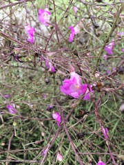 Agalinis strictifolia