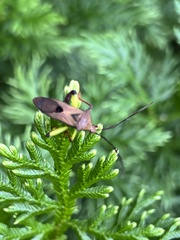 Melucha biolleyi image