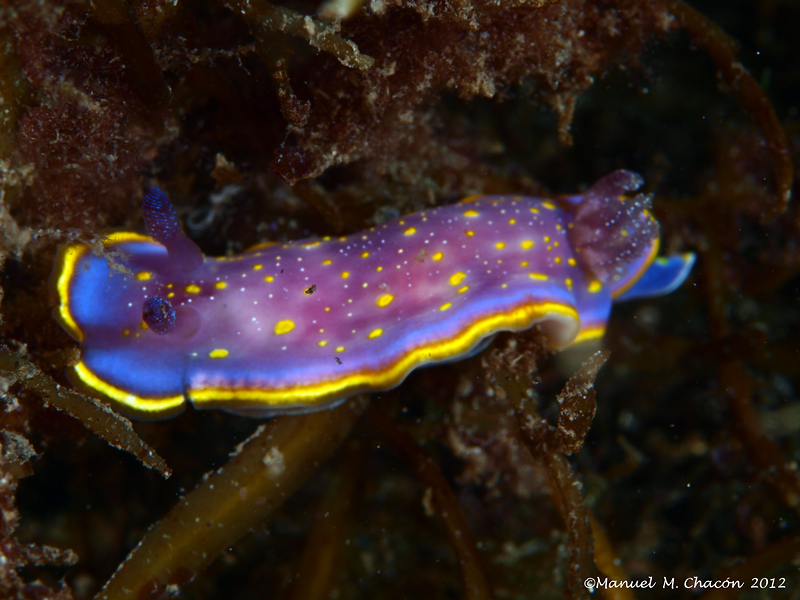 Felimida luteopunctata