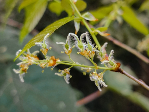 Ulmus mexicana - Leaves