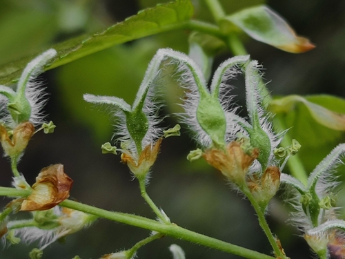 Ulmus mexicana - Whole tree