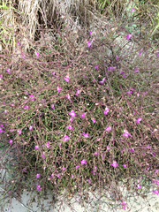 Agalinis strictifolia