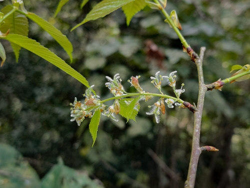 Ulmus mexicana - Flowers