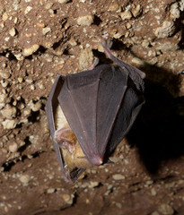 Rhinolophus clivosus