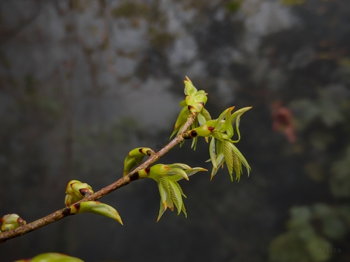 Ulmus mexicana - Leaves