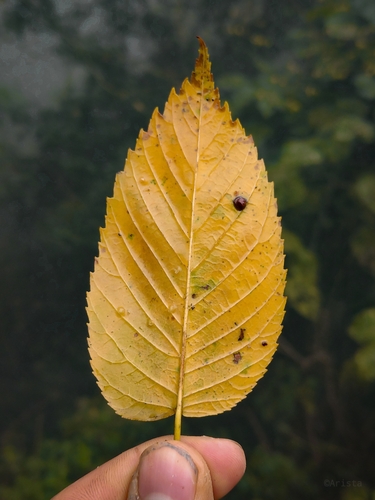 Ulmus mexicana - Whole tree