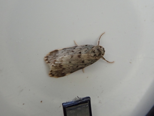 Nesiotica cladara