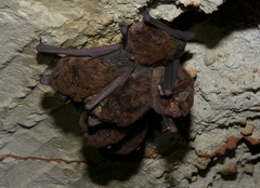 Miniopterus